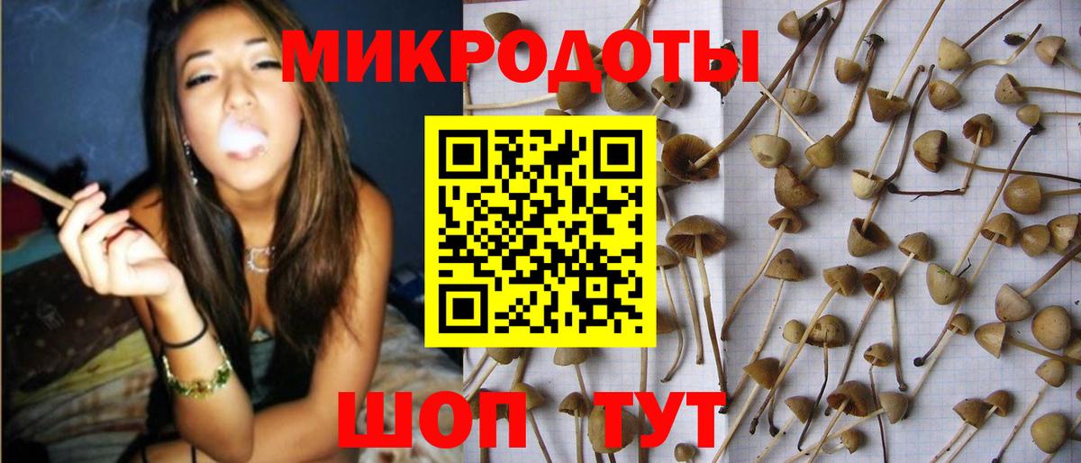 Псилоцибиновые грибы Psilocybe Татарск